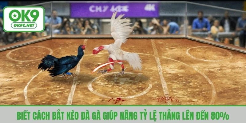 Biết cách bắt kèo đà gà giúp nâng tỷ lệ thắng lên đến 80%