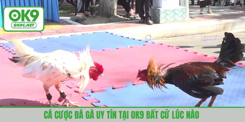 Cá cược đá gà uy tín tại OK9 bất cứ lúc nào 