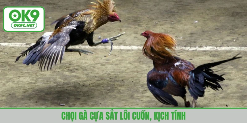 Chọi gà cựa sắt hấp dẫn thu hút nhiều người chơi đặt cược