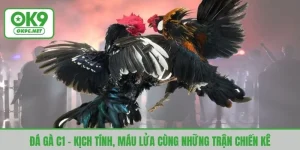 đá gà c1