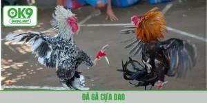 đá gà cựa dao