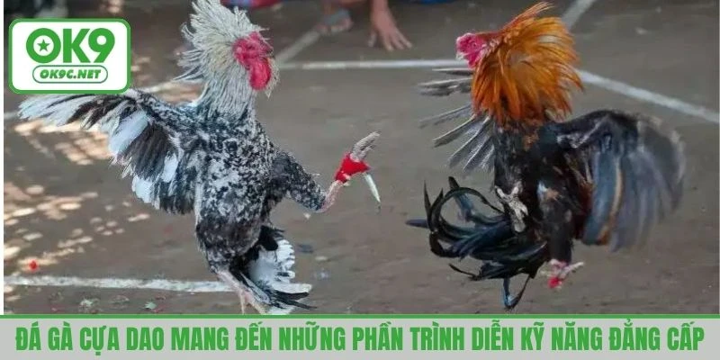 Đá gà cựa dao mang đến những phần trình diễn kỹ năng đẳng cấp