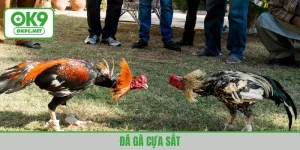 đá gà cựa sắt