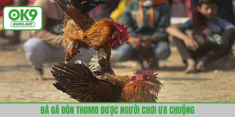 Đá gà đòn Thomo được người chơi ưa chuộng