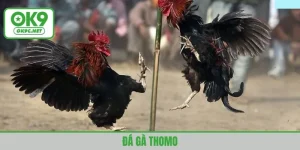 đá gà thomo