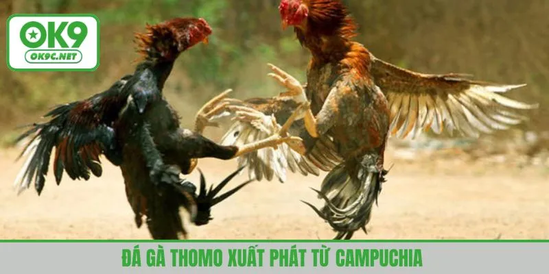 Đá gà Thomo xuất phát từ Campuchia 