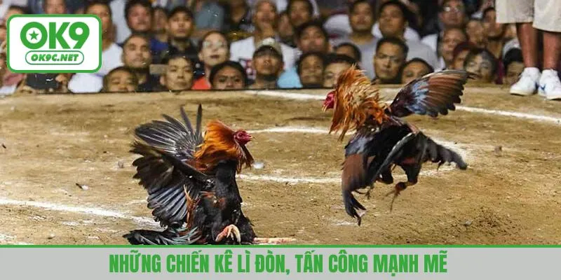 Những chiến kê lì đòn, tấn công mạnh mẽ 