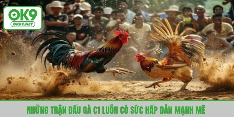 Những trận đấu gà C1 luôn có sức hấp dẫn mạnh mẽ 