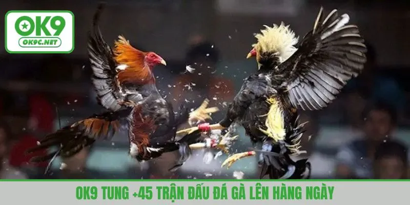 OK9 “tung” +45 trận đấu đá gà hàng ngày