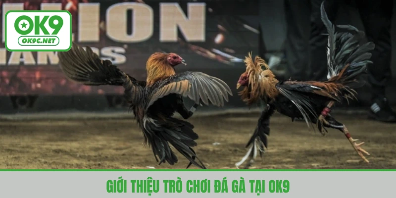 Sảnh đá gà tại nền tảng OK9 thu hút nhiều người tham gia