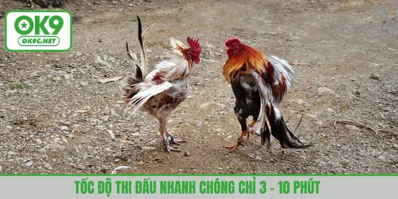 Tốc độ thi đấu nhanh chóng chỉ 3 - 10 phút 