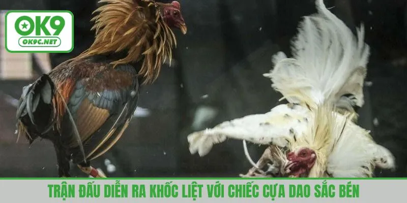 Trận đấu diễn ra khốc liệt với chiếc cựa dao sắc bén