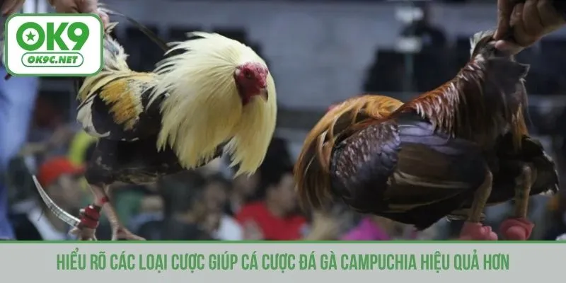 Hiểu rõ các loại cược giúp cá cược đá gà Campuchia hiệu quả hơn