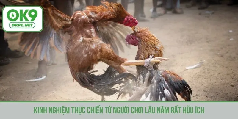 Kinh nghiệm thực chiến từ người chơi lâu năm rất hữu ích